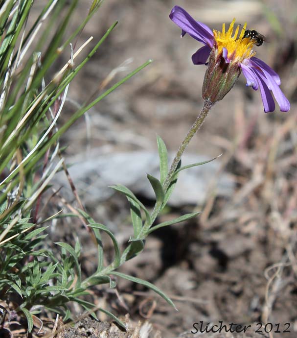 Crag Aster, Lava Aster: Ionactis alpina (Synonym: Aster scopulorum)