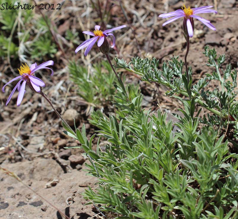 Crag Aster, Lava Aster: Ionactis alpina (Synonym: Aster scopulorum)