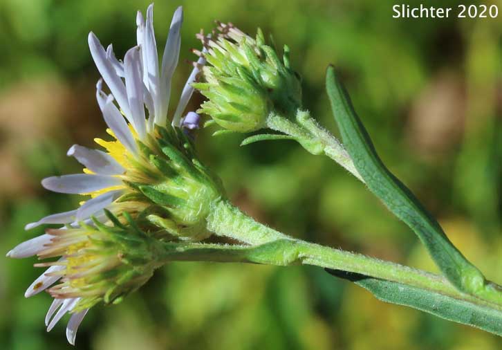 Western Aster, Western Mountain Aster: Symphyotrichum spathulatum var. spathulatum (Synonyms: Aster ascendens var. fremontii, Aster delectabilis, Aster fremontii, Aster fremontii var. parishii, Aster occidentalis, Aster occidentalis var. delectabilis, Aster occidentalis var. fremontii, Aster occidentalis var. occidentalis, Aster occidentalis var. parishii, Aster spathulatus, Aster spathulatus var. spathulatus, Symphyotrichum spathulatum var. fremontii, Tripolium occidentale)
