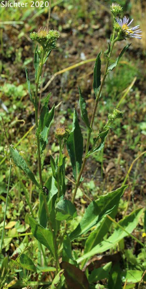 Western Aster, Western Mountain Aster: Symphyotrichum spathulatum var. spathulatum (Synonyms: Aster ascendens var. fremontii, Aster delectabilis, Aster fremontii, Aster fremontii var. parishii, Aster occidentalis, Aster occidentalis var. delectabilis, Aster occidentalis var. fremontii, Aster occidentalis var. occidentalis, Aster occidentalis var. parishii, Aster spathulatus, Aster spathulatus var. spathulatus, Symphyotrichum spathulatum var. fremontii, Tripolium occidentale)