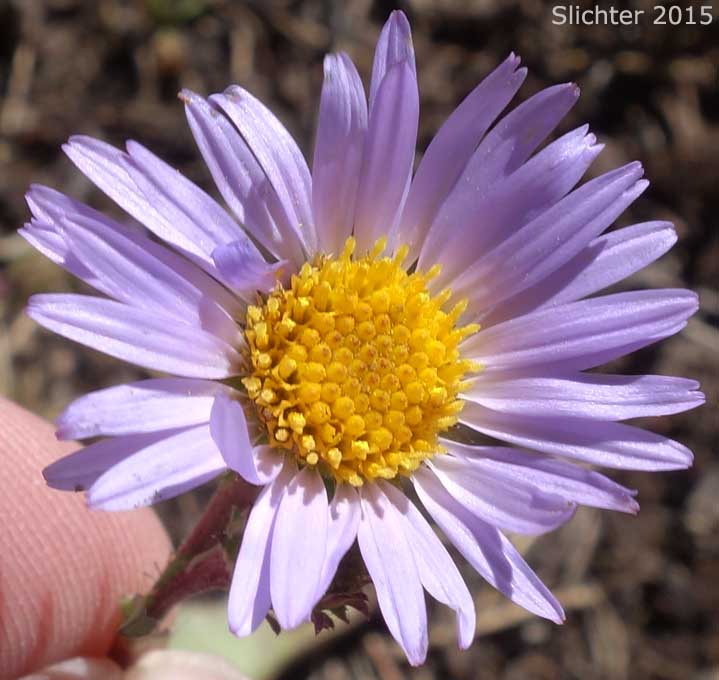 Flower head of Western Aster, Western Mountain Aster: Symphyotrichum spathulatum var. spathulatum (Synonyms: Aster ascendens var. fremontii, Aster delectabilis, Aster fremontii, Aster fremontii var. parishii, Aster occidentalis, Aster occidentalis var. delectabilis, Aster occidentalis var. fremontii, Aster occidentalis var. occidentalis, Aster occidentalis var. parishii, Aster spathulatus, Aster spathulatus var. spathulatus, Symphyotrichum spathulatum var. fremontii, Tripolium occidentale)