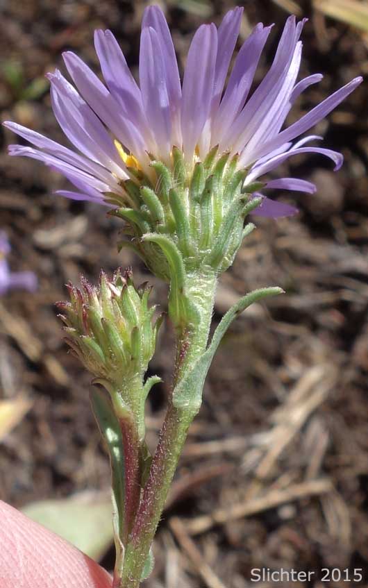 Involucral bracts of Western Aster, Western Mountain Aster: Symphyotrichum spathulatum var. spathulatum (Synonyms: Aster ascendens var. fremontii, Aster delectabilis, Aster fremontii, Aster fremontii var. parishii, Aster occidentalis, Aster occidentalis var. delectabilis, Aster occidentalis var. fremontii, Aster occidentalis var. occidentalis, Aster occidentalis var. parishii, Aster spathulatus, Aster spathulatus var. spathulatus, Symphyotrichum spathulatum var. fremontii, Tripolium occidentale)