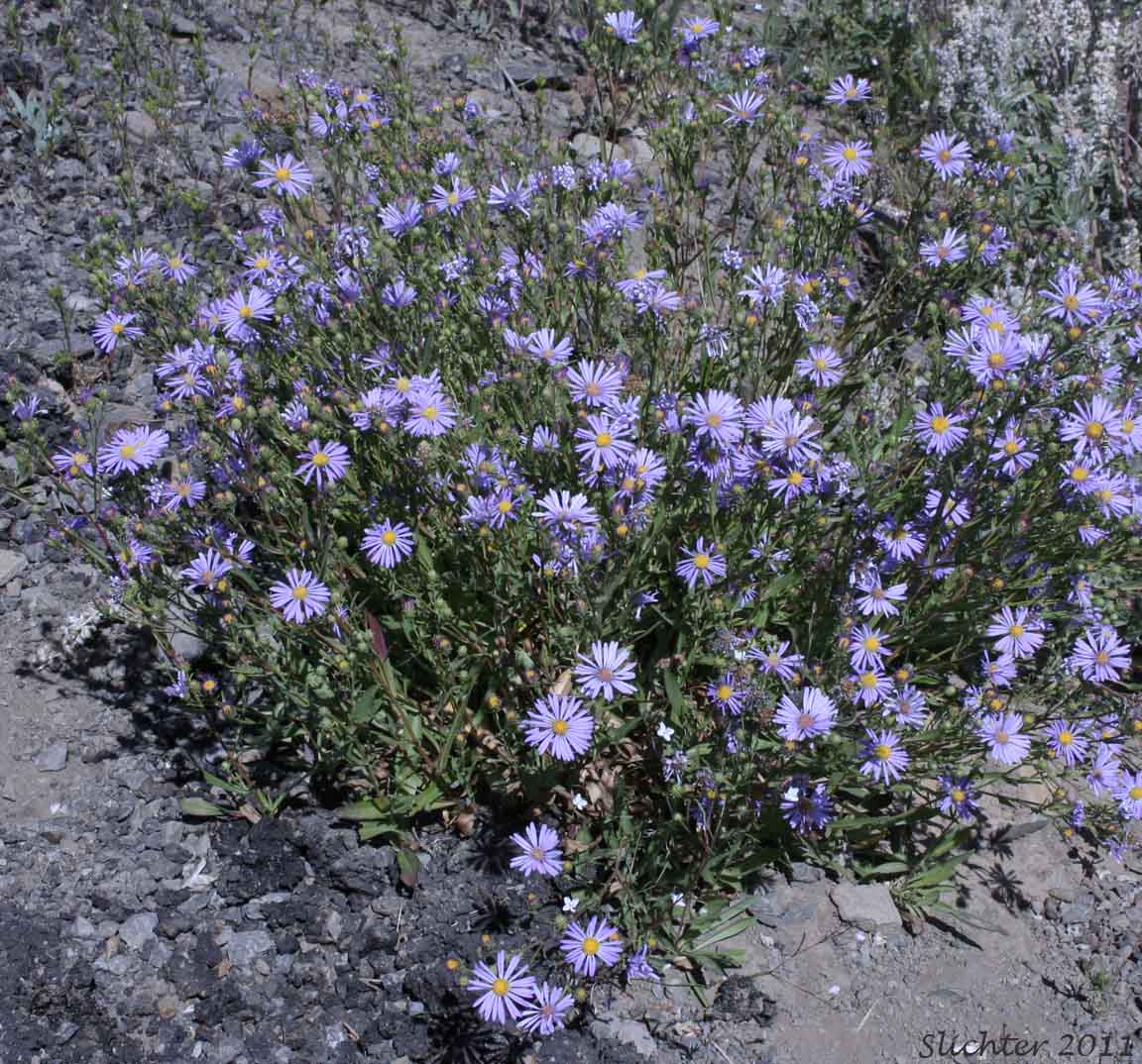 Western Aster, Western Mountain Aster: Symphyotrichum spathulatum var. spathulatum (Synonyms: Aster ascendens var. fremontii, Aster delectabilis, Aster fremontii, Aster fremontii var. parishii, Aster occidentalis, Aster occidentalis var. delectabilis, Aster occidentalis var. fremontii, Aster occidentalis var. occidentalis, Aster occidentalis var. parishii, Aster spathulatus, Aster spathulatus var. spathulatus, Symphyotrichum spathulatum var. fremontii, Tripolium occidentale)