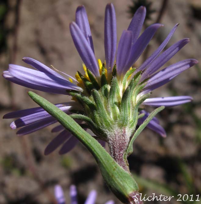 Involucral bracts of Western Aster, Western Mountain Aster: Symphyotrichum spathulatum var. spathulatum (Synonyms: Aster ascendens var. fremontii, Aster delectabilis, Aster fremontii, Aster fremontii var. parishii, Aster occidentalis, Aster occidentalis var. delectabilis, Aster occidentalis var. fremontii, Aster occidentalis var. occidentalis, Aster occidentalis var. parishii, Aster spathulatus, Aster spathulatus var. spathulatus, Symphyotrichum spathulatum var. fremontii, Tripolium occidentale)