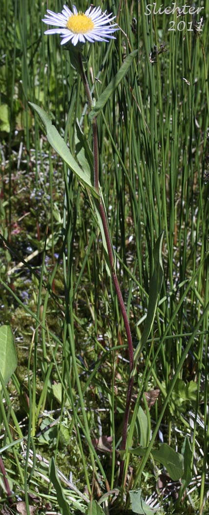 Western Aster, Western Mountain Aster: Symphyotrichum spathulatum var. spathulatum (Synonyms: Aster ascendens var. fremontii, Aster delectabilis, Aster fremontii, Aster fremontii var. parishii, Aster occidentalis, Aster occidentalis var. delectabilis, Aster occidentalis var. fremontii, Aster occidentalis var. occidentalis, Aster occidentalis var. parishii, Aster spathulatus, Aster spathulatus var. spathulatus, Symphyotrichum spathulatum var. fremontii, Tripolium occidentale)
