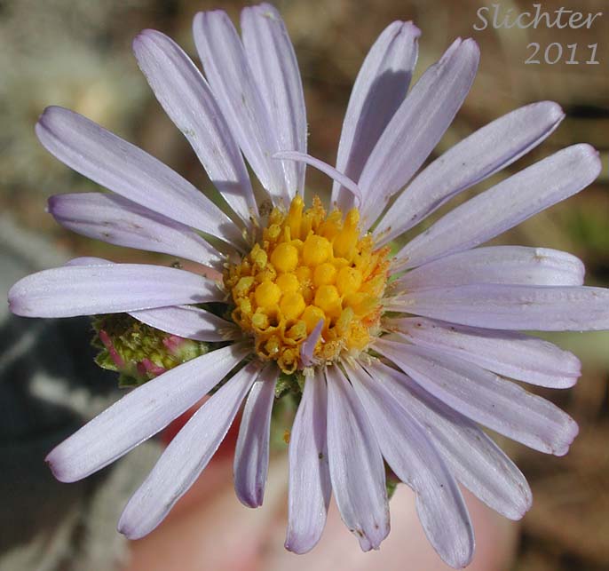 Flower head of Western Aster, Western Mountain Aster: Symphyotrichum spathulatum var. spathulatum (Synonyms: Aster ascendens var. fremontii, Aster delectabilis, Aster fremontii, Aster fremontii var. parishii, Aster occidentalis, Aster occidentalis var. delectabilis, Aster occidentalis var. fremontii, Aster occidentalis var. occidentalis, Aster occidentalis var. parishii, Aster spathulatus, Aster spathulatus var. spathulatus, Symphyotrichum spathulatum var. fremontii, Tripolium occidentale)