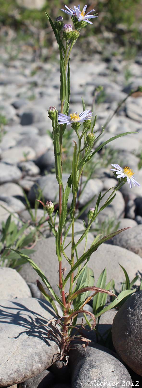 Douglas Aster, Douglas' Aster: Symphyotrichum subspicatum (Synonyms: Aster bulteri, Aster douglasii, Aster maccallae, Aster subspicatus, Aster subspicatus var. grayi, Aster subspicatus var. subspicatus, Symphyotrichum subspicatum var. grayi)