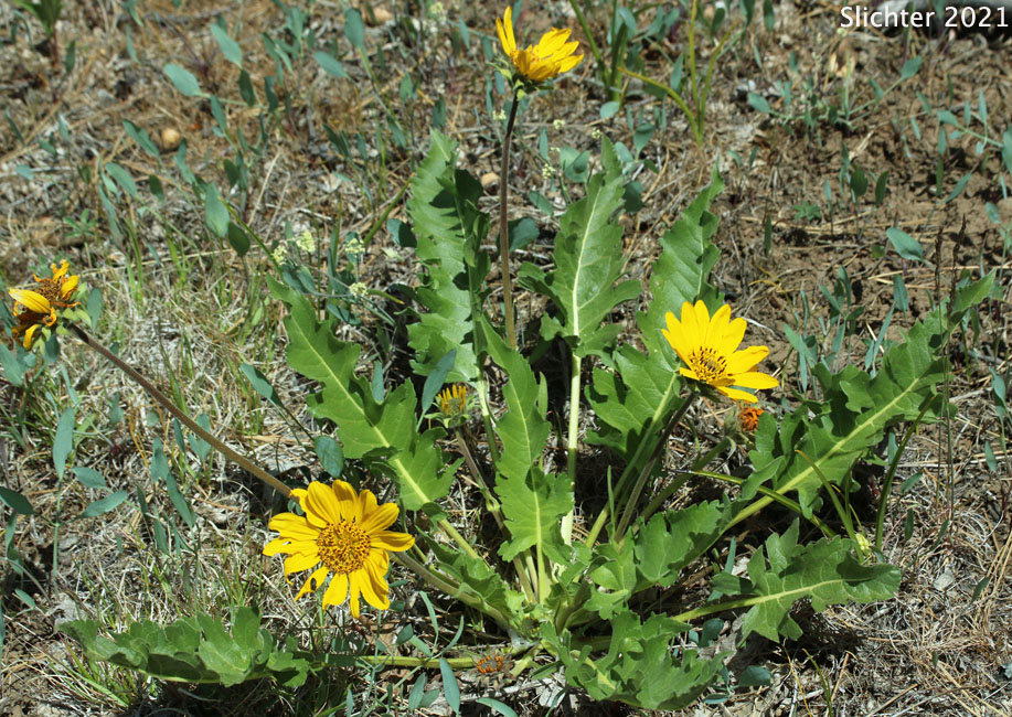 Carey's X Hooker's Hybrid Balsamroot: Balsamorhiza careyana x hookeri