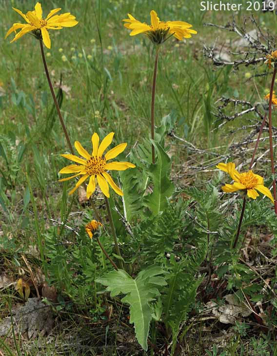 Carey's X Hooker's Hybrid Balsamroot: Balsamorhiza careyana x hookeri