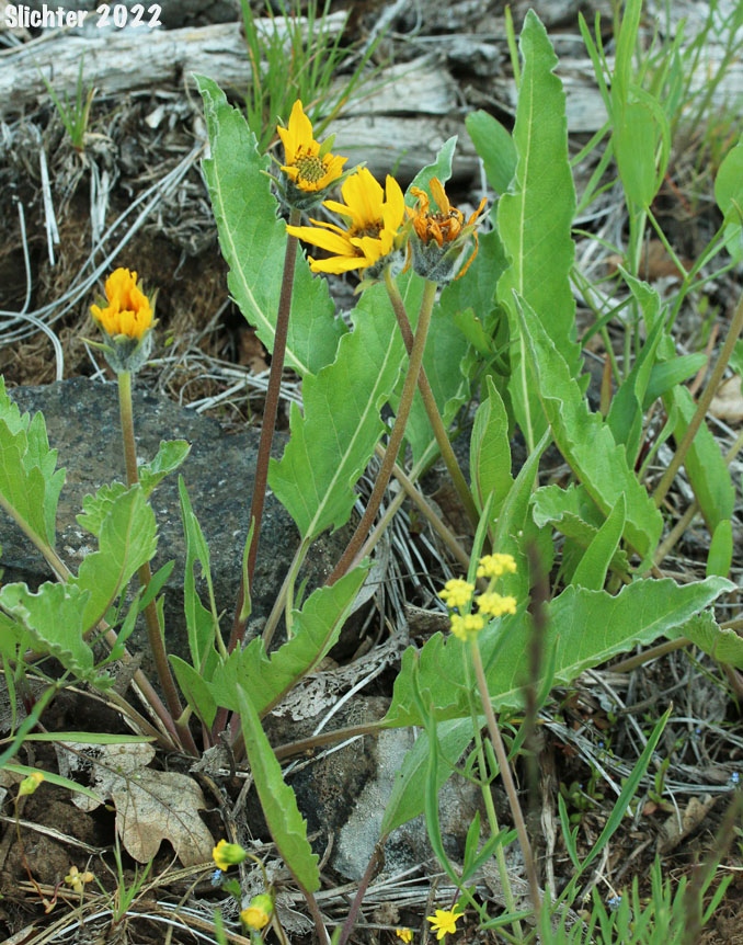 Carey's X Hooker's Hybrid Balsamroot: Balsamorhiza careyana x hookeri