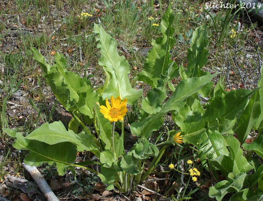 Carey's X Hooker's Hybrid Balsamroot: Balsamorhiza careyana x hookeri