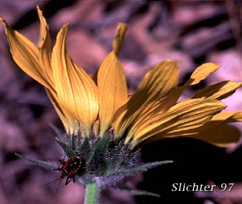 Involucral bracts of Carey's Balsamroot: Balsamorhiza careyana (Synonyms: Balsamorhiza careyana var. careyana, Balsamorhiza careyana var. intermedia)