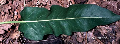 Leaf of Carey's Balsamroot: Balsamorhiza careyana (Synonyms: Balsamorhiza careyana var. careyana, Balsamorhiza careyana var. intermedia)