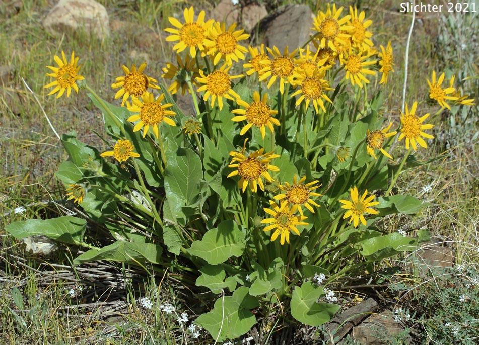 Carey's Balsamroot: Balsamorhiza careyana (Synonyms: Balsamorhiza careyana var. careyana, Balsamorhiza careyana var. intermedia)