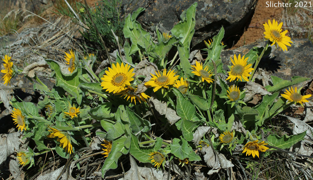Carey's Balsamroot: Balsamorhiza careyana (Synonyms: Balsamorhiza careyana var. careyana, Balsamorhiza careyana var. intermedia)