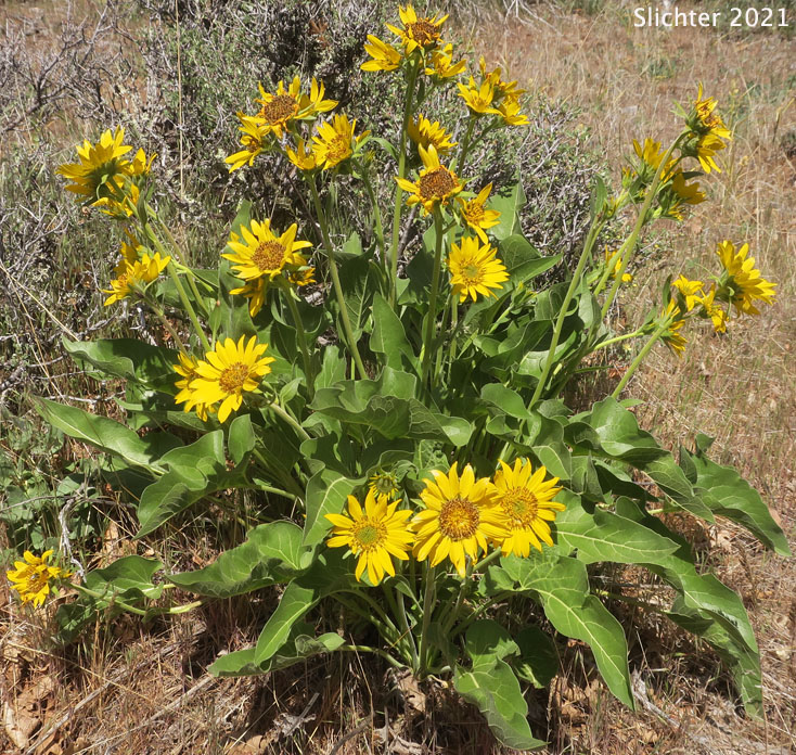 Carey's Balsamroot: Balsamorhiza careyana (Synonyms: Balsamorhiza careyana var. careyana, Balsamorhiza careyana var. intermedia)