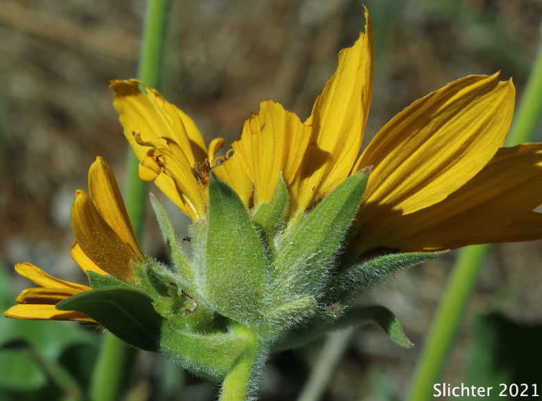 Carey's Balsamroot: Balsamorhiza careyana (Synonyms: Balsamorhiza careyana var. careyana, Balsamorhiza careyana var. intermedia)