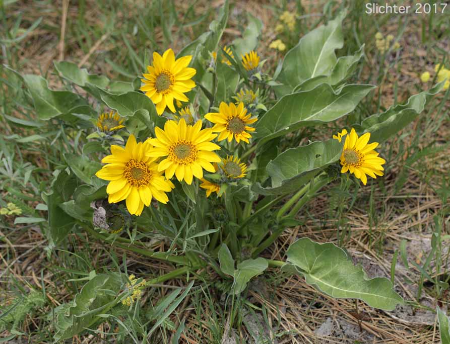 Carey's Balsamroot: Balsamorhiza careyana (Synonyms: Balsamorhiza careyana var. careyana, Balsamorhiza careyana var. intermedia)