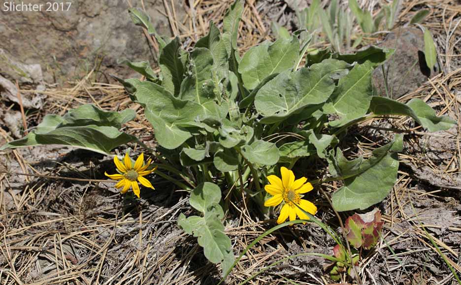 Carey's Balsamroot: Balsamorhiza careyana (Synonyms: Balsamorhiza careyana var. careyana, Balsamorhiza careyana var. intermedia)
