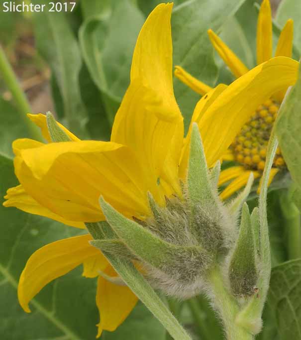 Involucral bracts of Carey's Balsamroot: Balsamorhiza careyana (Synonyms: Balsamorhiza careyana var. careyana, Balsamorhiza careyana var. intermedia)