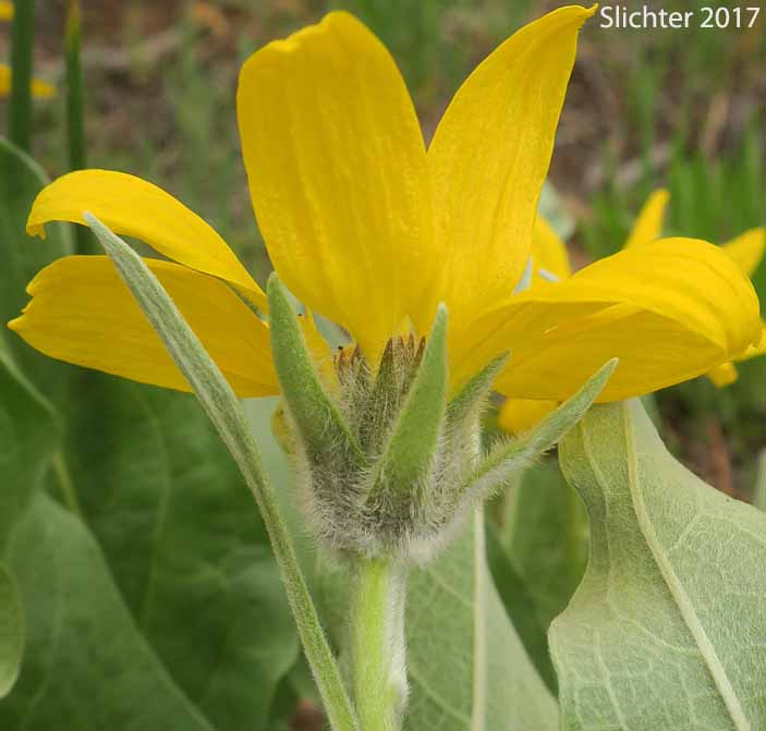 Involucral bracts of Carey's Balsamroot: Balsamorhiza careyana (Synonyms: Balsamorhiza careyana var. careyana, Balsamorhiza careyana var. intermedia)