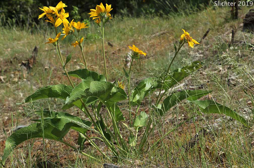 Carey's Balsamroot: Balsamorhiza careyana (Synonyms: Balsamorhiza careyana var. careyana, Balsamorhiza careyana var. intermedia)