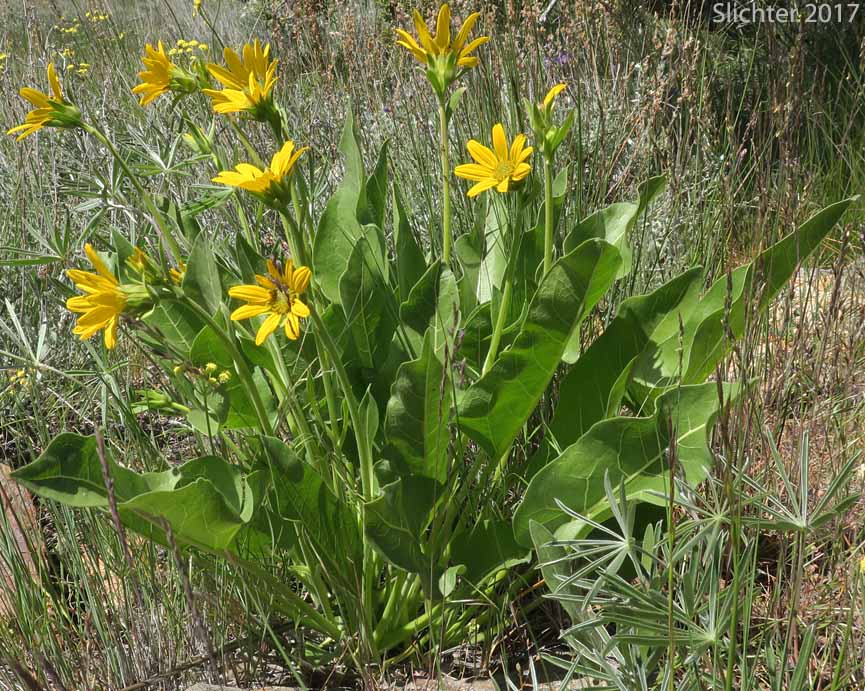 Carey's Balsamroot: Balsamorhiza careyana (Synonyms: Balsamorhiza careyana var. careyana, Balsamorhiza careyana var. intermedia)