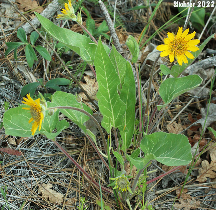 Carey's Balsamroot: Balsamorhiza careyana (Synonyms: Balsamorhiza careyana var. careyana, Balsamorhiza careyana var. intermedia)