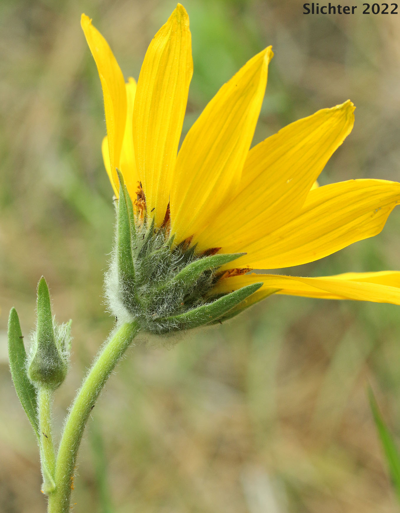 Inflorescence of Carey's Balsamroot: Balsamorhiza careyana (Synonyms: Balsamorhiza careyana var. careyana, Balsamorhiza careyana var. intermedia)