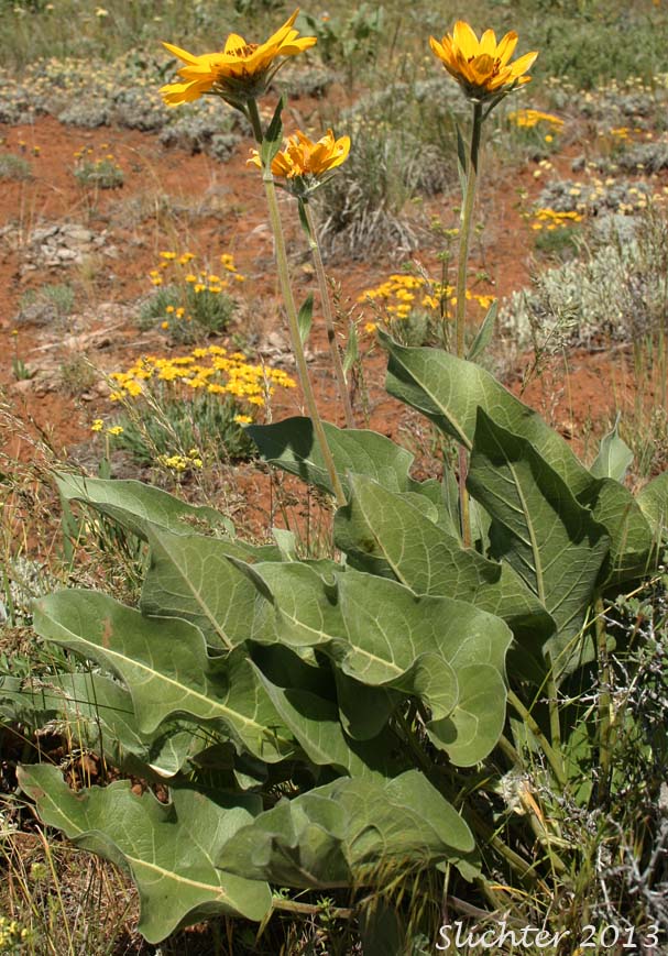 Carey's Balsamroot: Balsamorhiza careyana (Synonyms: Balsamorhiza careyana var. careyana, Balsamorhiza careyana var. intermedia)
