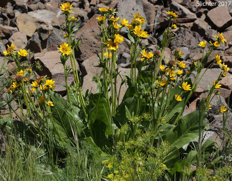 Carey's Balsamroot: Balsamorhiza careyana (Synonyms: Balsamorhiza careyana var. careyana, Balsamorhiza careyana var. intermedia)