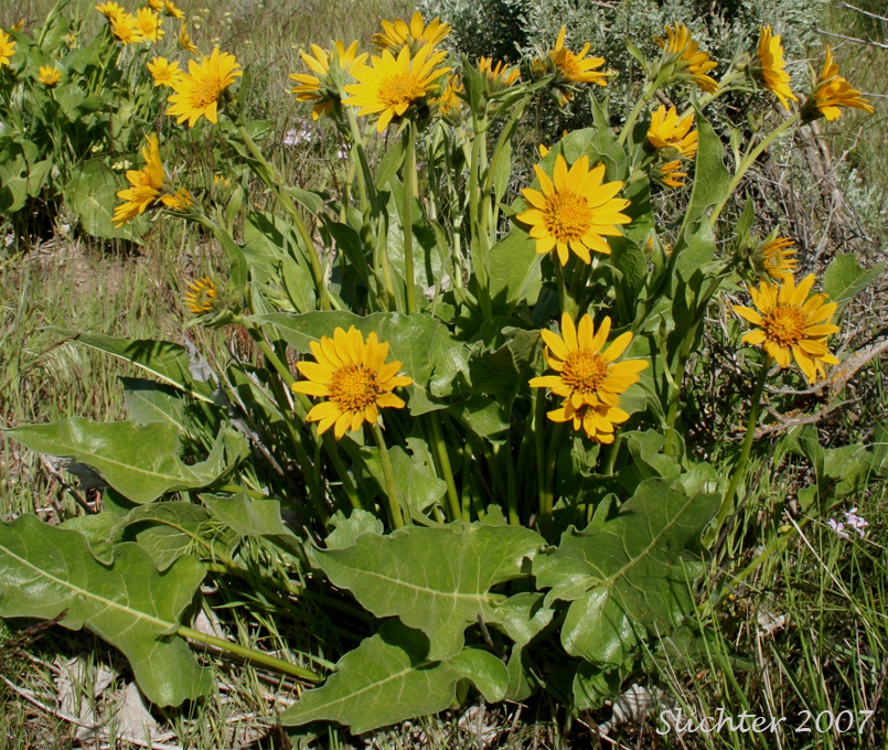 Carey's Balsamroot: Balsamorhiza careyana (Synonyms: Balsamorhiza careyana var. careyana, Balsamorhiza careyana var. intermedia)
