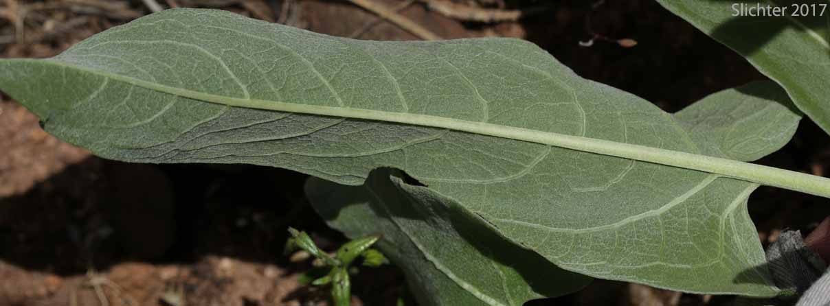 Ventral leaf surface of Arrowleaf-Carey's Hybrid Balsamroot: Balsamorhiza careyana X sagittata