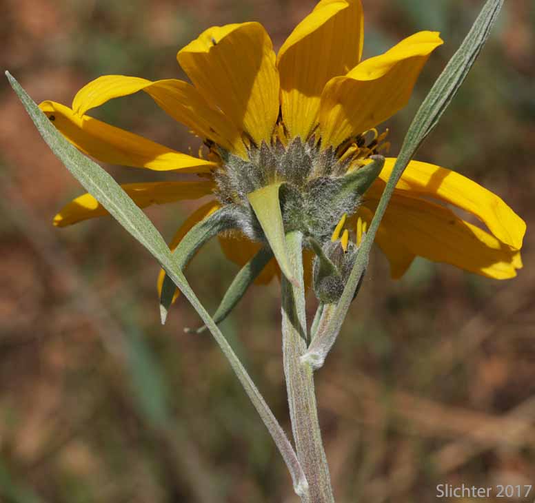 Involucral bracts of Arrowleaf-Carey's Hybrid Balsamroot: Balsamorhiza careyana X sagittata