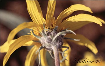 Involucral bracts of Hairy Balsamroot, Hooker's Balsamroot: Balsamorhiza hookeri (Synonyms: Balsamorhiza hirsuta, Balsamorhiza hookeri var. hirsuta)
