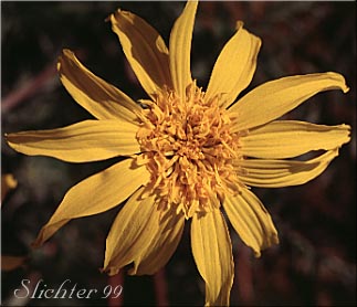 Flower head of Hairy Balsamroot, Hooker's Balsamroot: Balsamorhiza hookeri (Synonyms: Balsamorhiza hirsuta, Balsamorhiza hookeri var. hirsuta)
