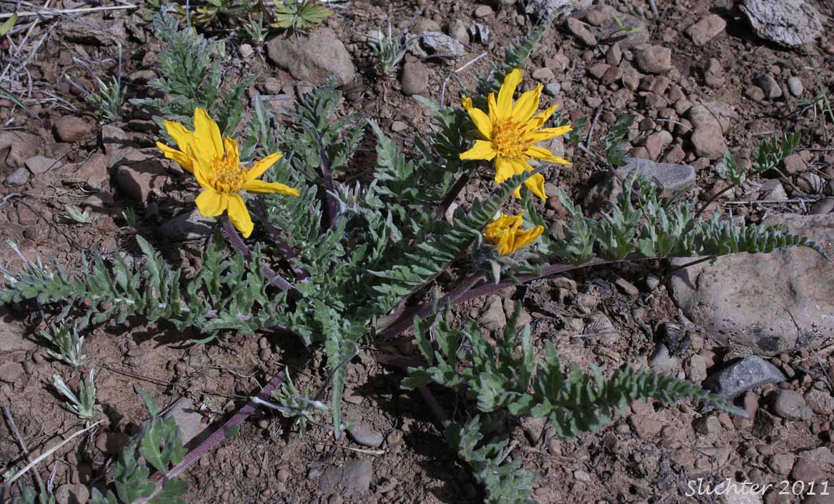 Hairy Balsamroot, Hooker's Balsamroot: Balsamorhiza hookeri (Synonyms: Balsamorhiza hirsuta, Balsamorhiza hookeri var. hirsuta)