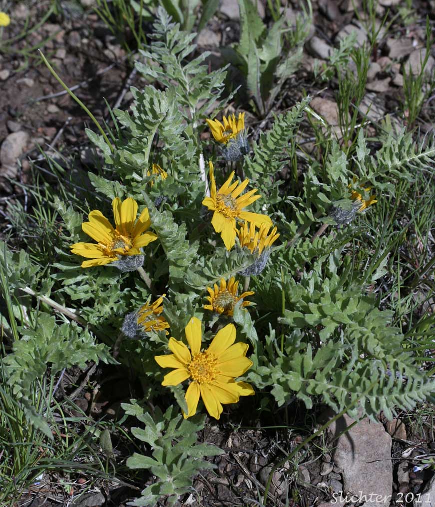 Hairy Balsamroot, Hooker's Balsamroot: Balsamorhiza hookeri (Synonyms: Balsamorhiza hirsuta, Balsamorhiza hookeri var. hirsuta)