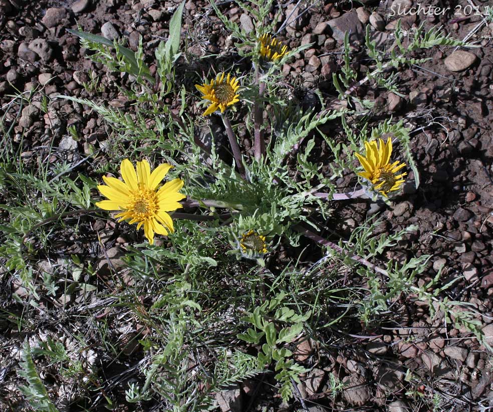 Hairy Balsamroot, Hooker's Balsamroot: Balsamorhiza hookeri (Synonyms: Balsamorhiza hirsuta, Balsamorhiza hookeri var. hirsuta)