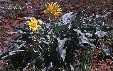 Hybrid of Balsamorhiza hirsuta and Balsamorhiza sagittata
