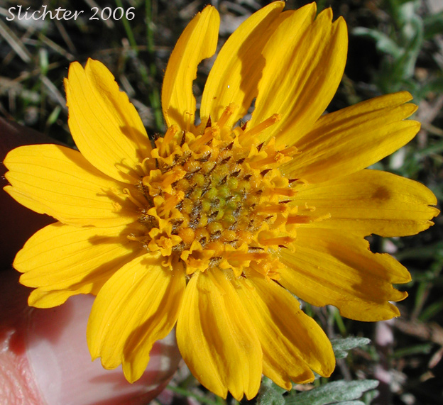 Flower head of Hooker's Balsamroot: Balsamorhiza hookeri var. hookeri