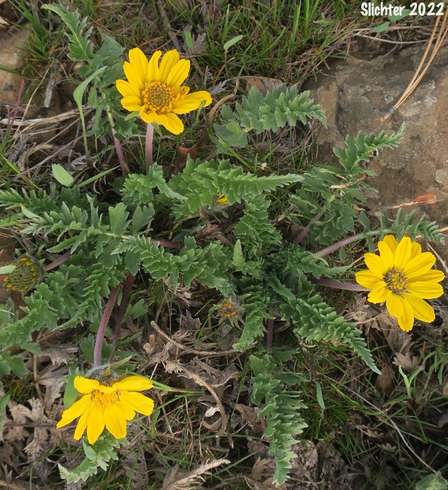 Hooker's Balsamroot: Balsamorhiza hookeri (Synonym: Balsamorhiza hookeri var. lagocephala)