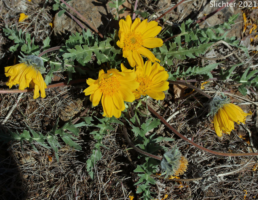 Hooker's Balsamroot: Balsamorhiza hookeri (Synonym: Balsamorhiza hookeri var. lagocephala)
