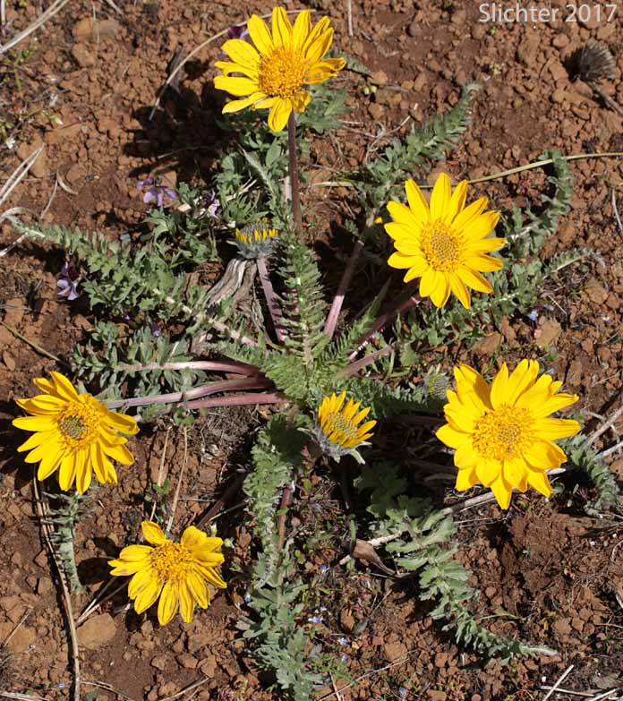 Hooker's Balsamroot: Balsamorhiza hookeri var. hookeri