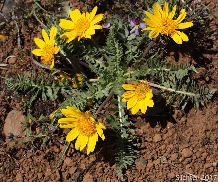 Hooker's Balsamroot: Balsamorhiza hookeri var. hookeri
