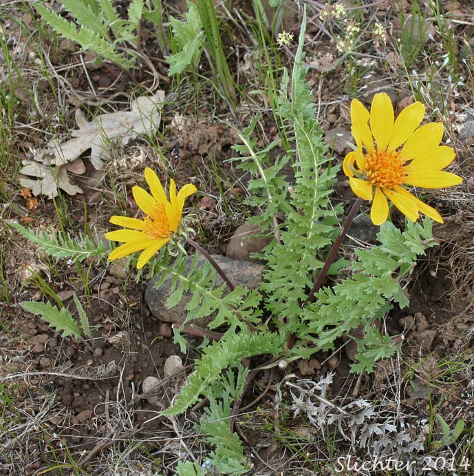 Hooker's Balsamroot: Balsamorhiza hookeri var. hookeri