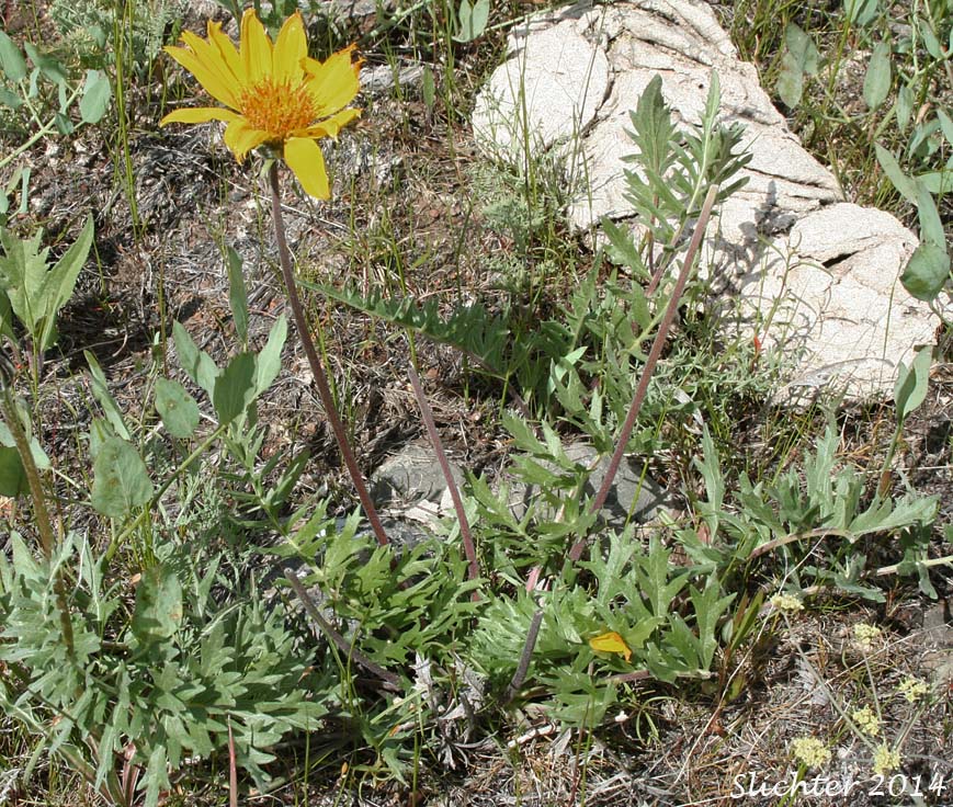 Hooker's Balsamroot: Balsamorhiza hookeri var. hookeri