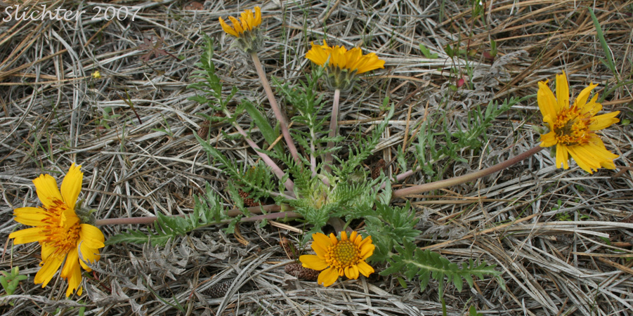 Hooker's Balsamroot: Balsamorhiza hookeri var. hookeri