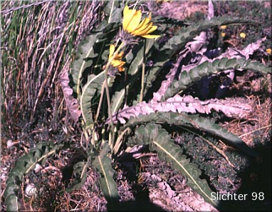 Hybrid Balsamroot: Balsamorhiza hookeri Xsagittata