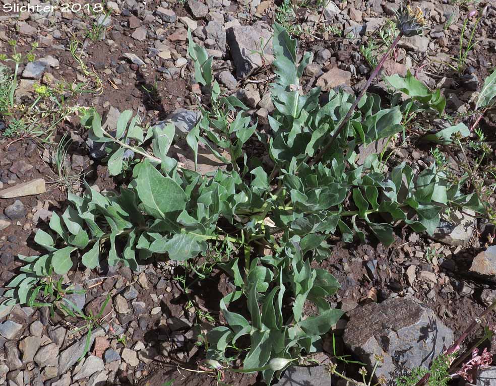 Large-leaf Balsamroot: Balsamorhiza macrophylla (Synonym: Balsamorhiza hookeri var. idahoensis)
